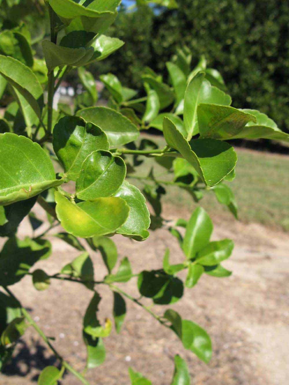              Sun leaves (Winter Haven, FL)       